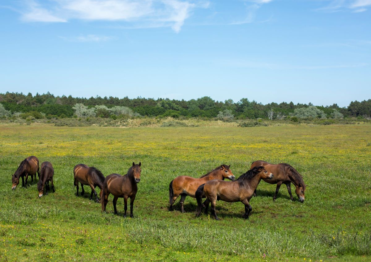 Paarden in Castricum